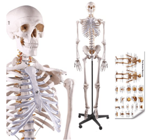 Medical Anatomical Skeleton Life Size